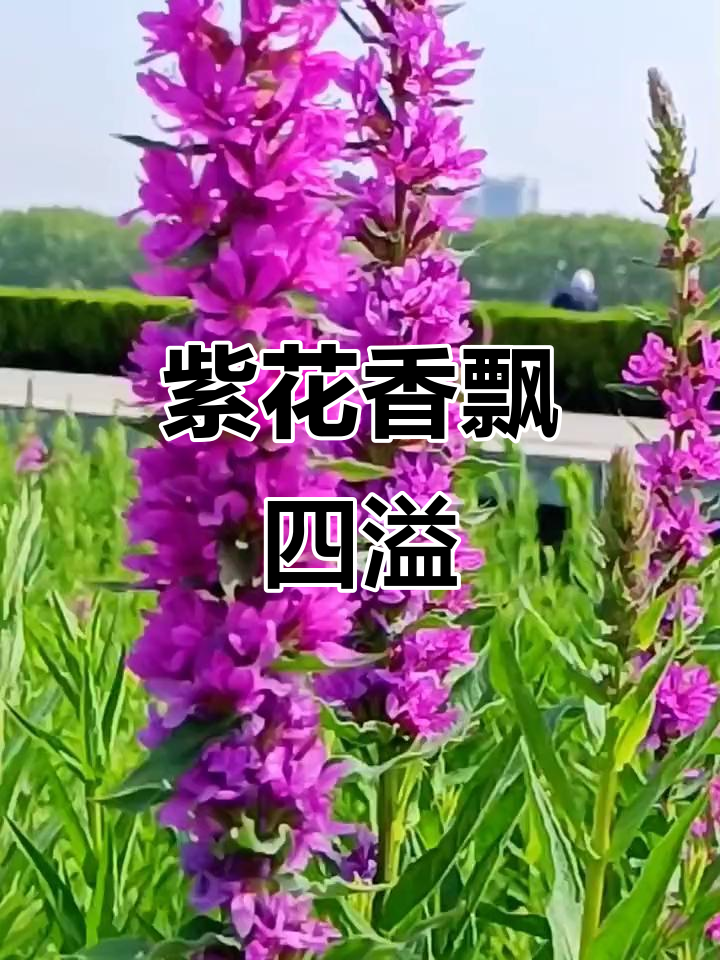 千屈菜盛开,微风吹过香气扑鼻,紫色花海让人沉醉