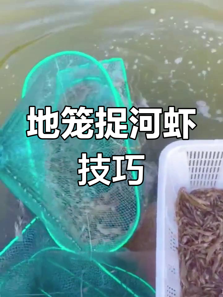 三角楼地笼捕捉河虾,轻松抓满饵料诱捕法