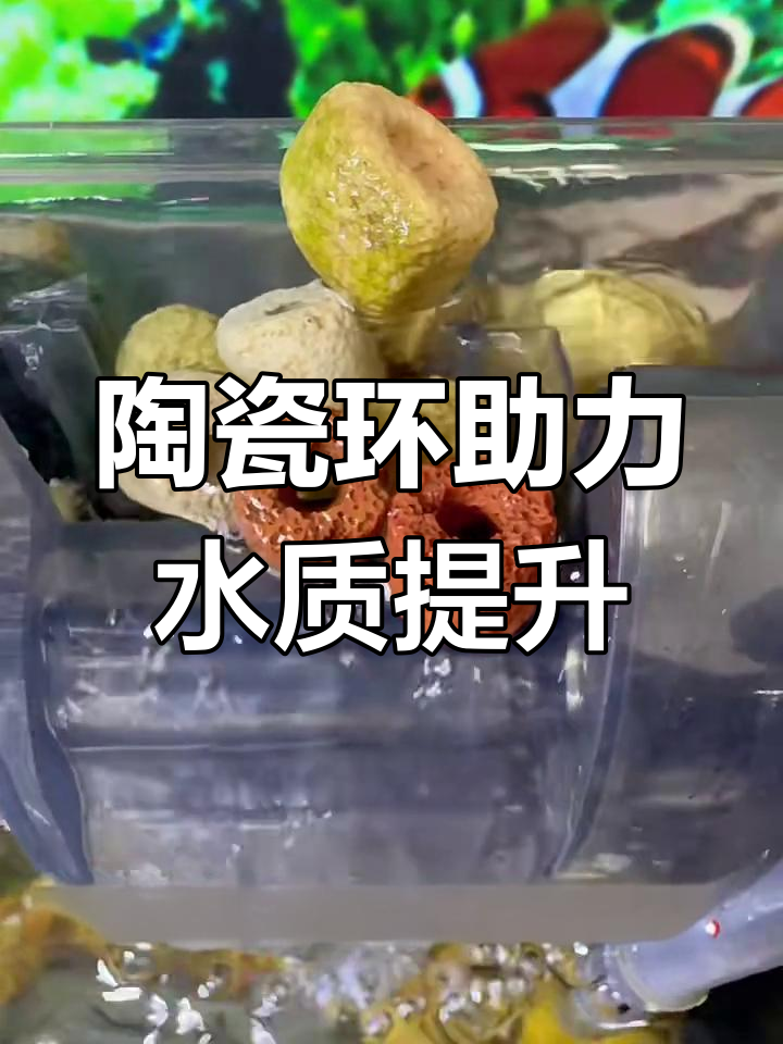 陶瓷环:鱼缸滤材的优选,打造健康水质