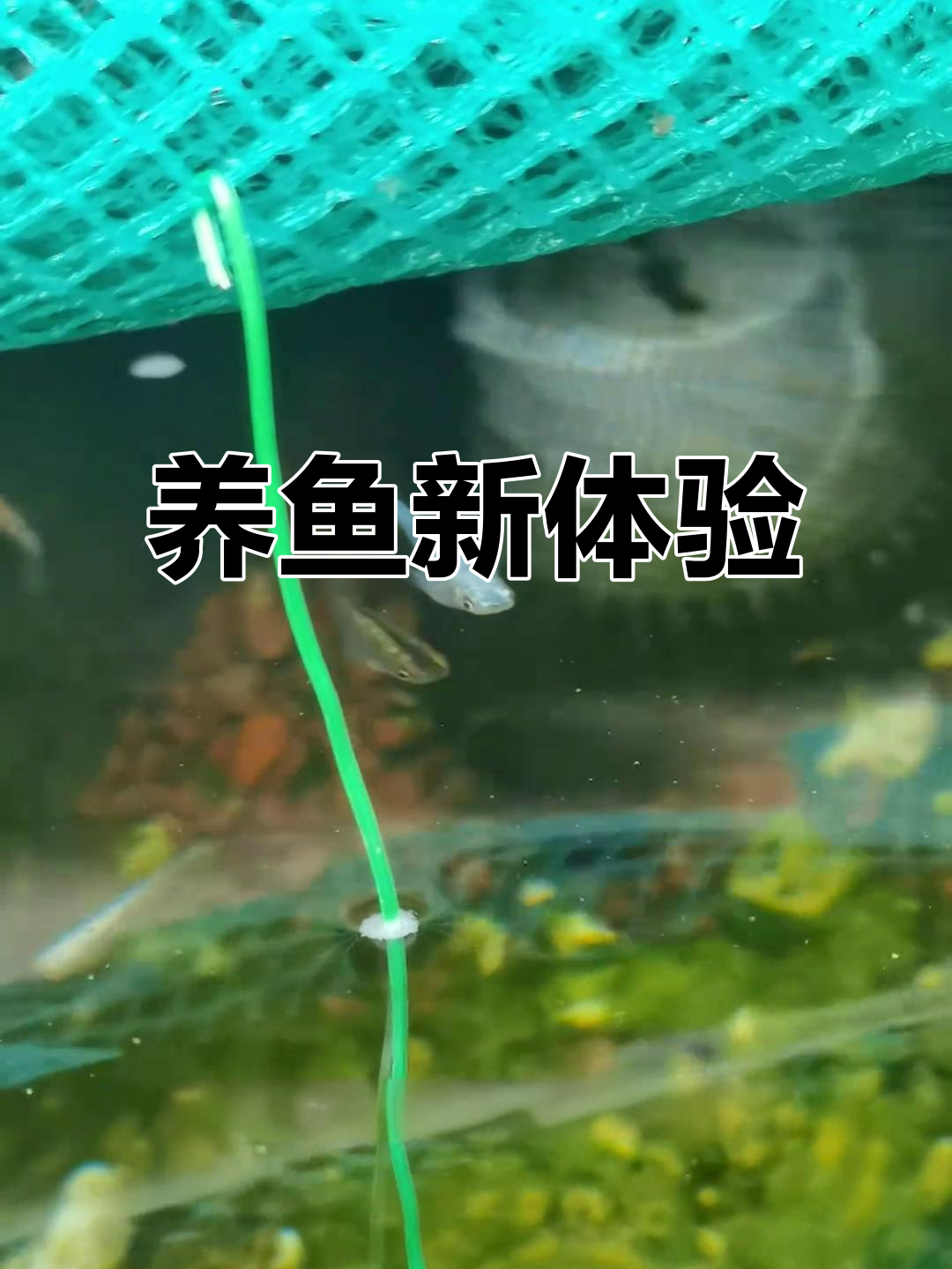 秋天青鳉产卵,孵化记录分享,养鱼乐趣无穷!