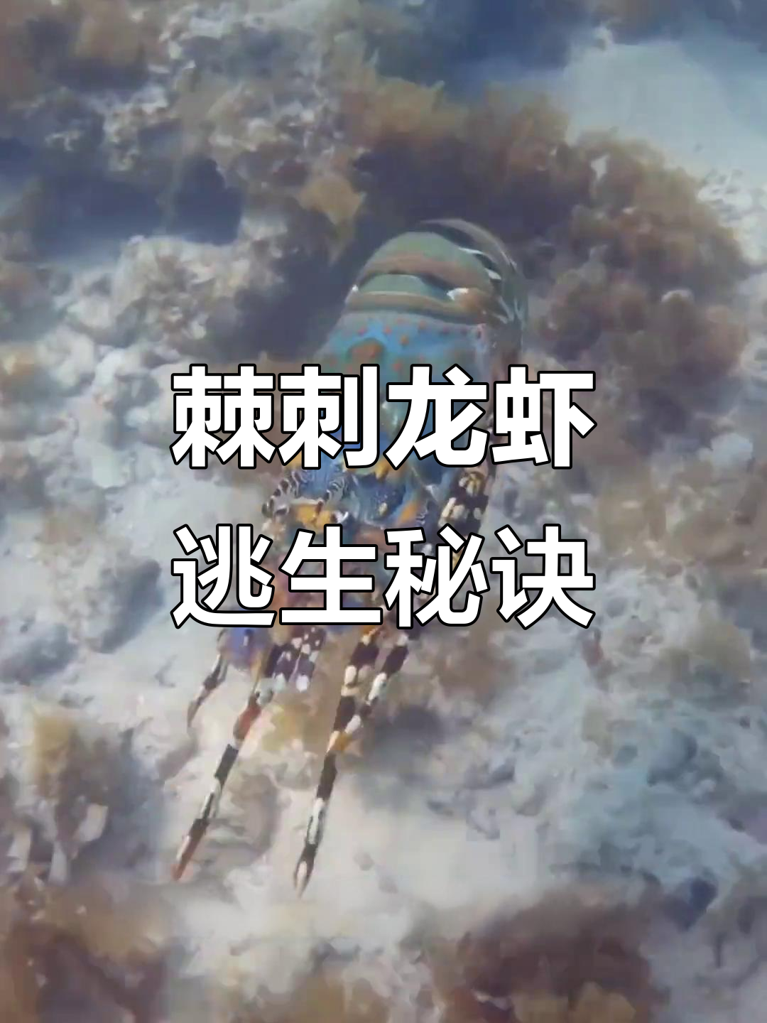 极刺龙虾的独特逃跑方式,竟因美味成“猎物”