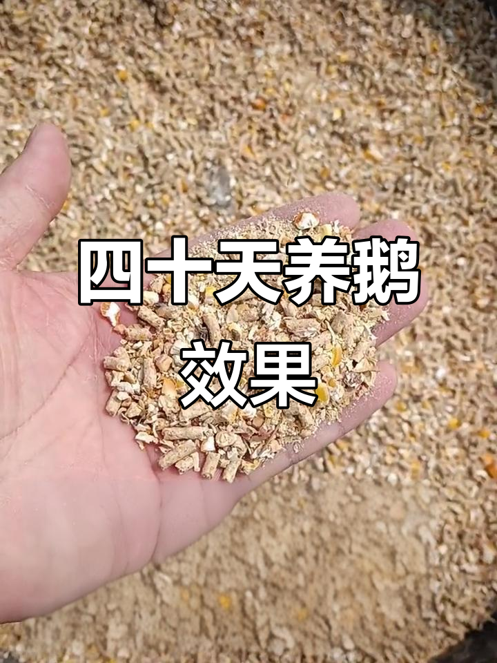 40天长势喜人，鹅群健康又强壮