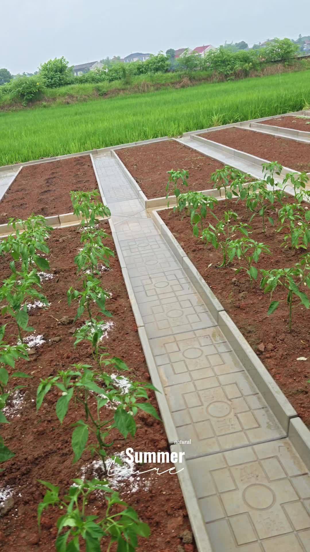 菜沟板 小院改造 小菜园 庭院设计 在家种菜