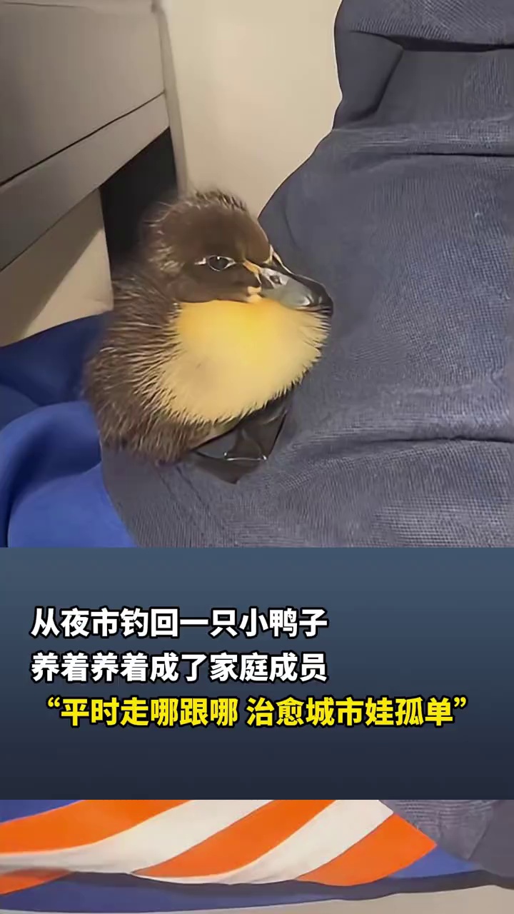 女子从夜市钓回一只小鸭子，养着养着成了家庭成员
