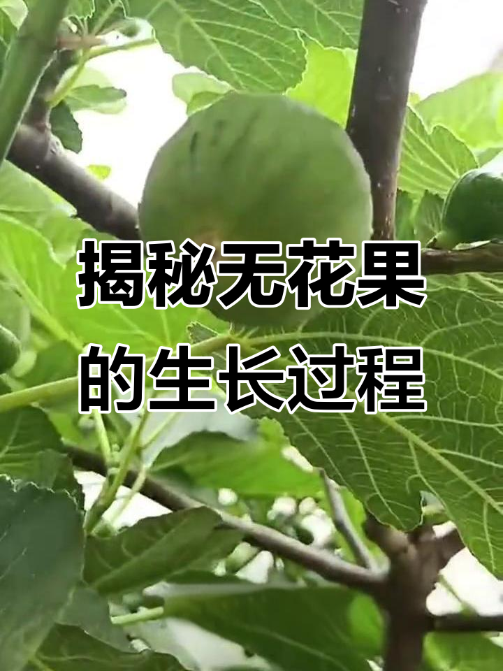 无花果的秘密:从绿色小果子到香甜成熟的转变