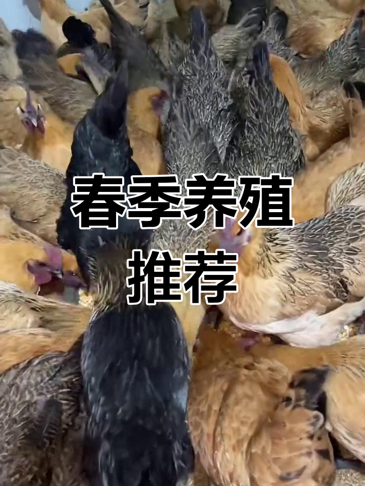 春天来临,雪峰乌鸡孵化力强,适合大规模养殖