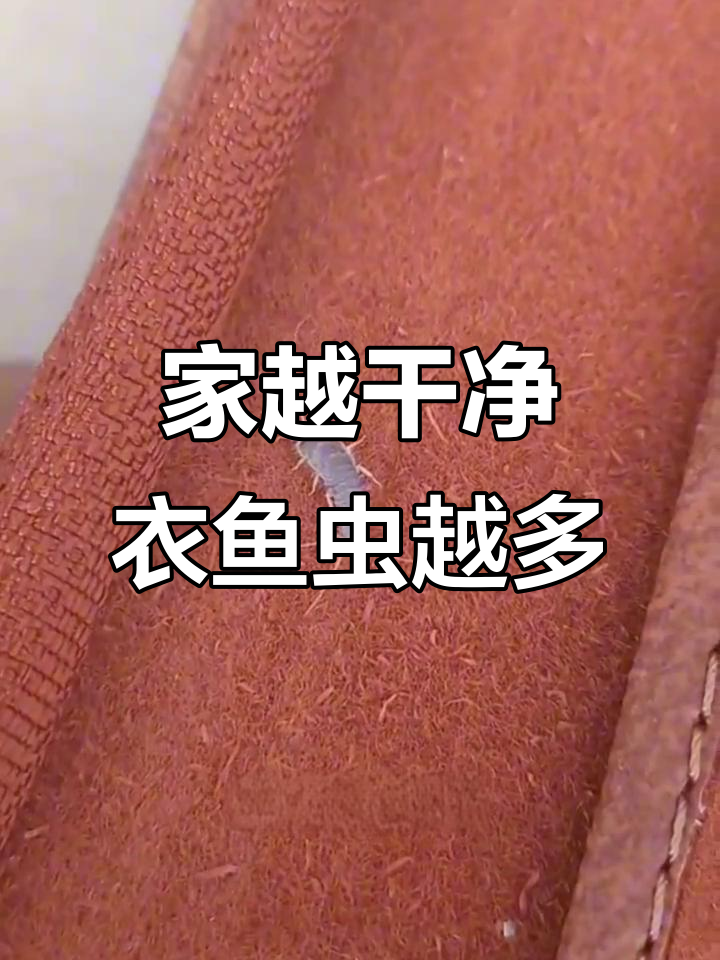 为什么干净家里反而有更多衣鱼虫?揭秘原因和消杀技巧