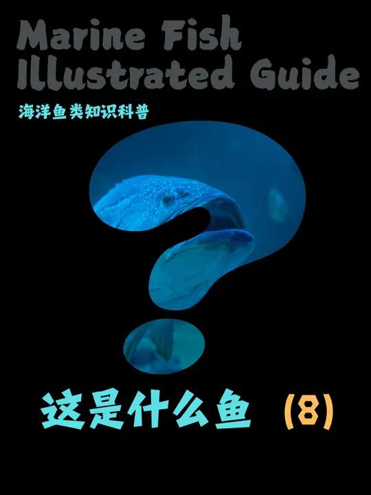 带你认识各种海鱼第八期