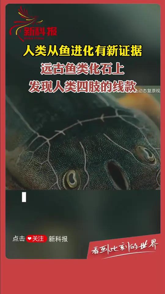 人类从鱼进化有新证据,远古鱼类化石上发现人类四肢的线款