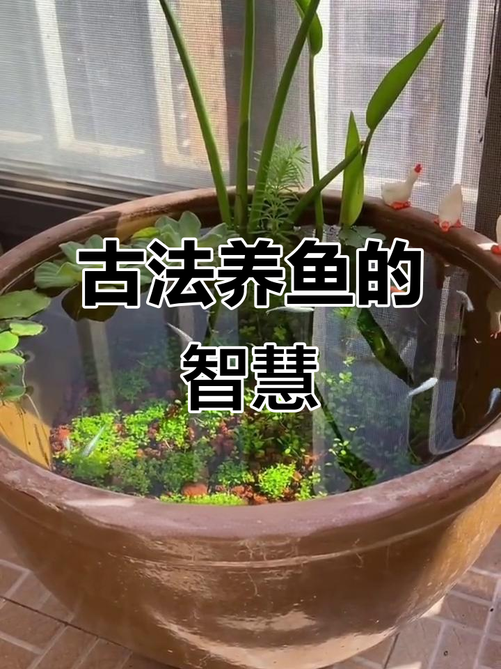 古法养鱼缸的秘密:如何利用水生植物和瓦盆打造生态平衡