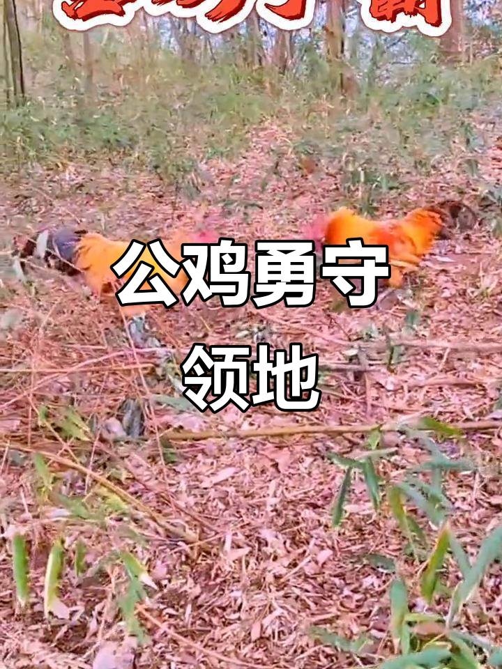 大公鸡守护地盘，寸土不让展现英勇姿态
