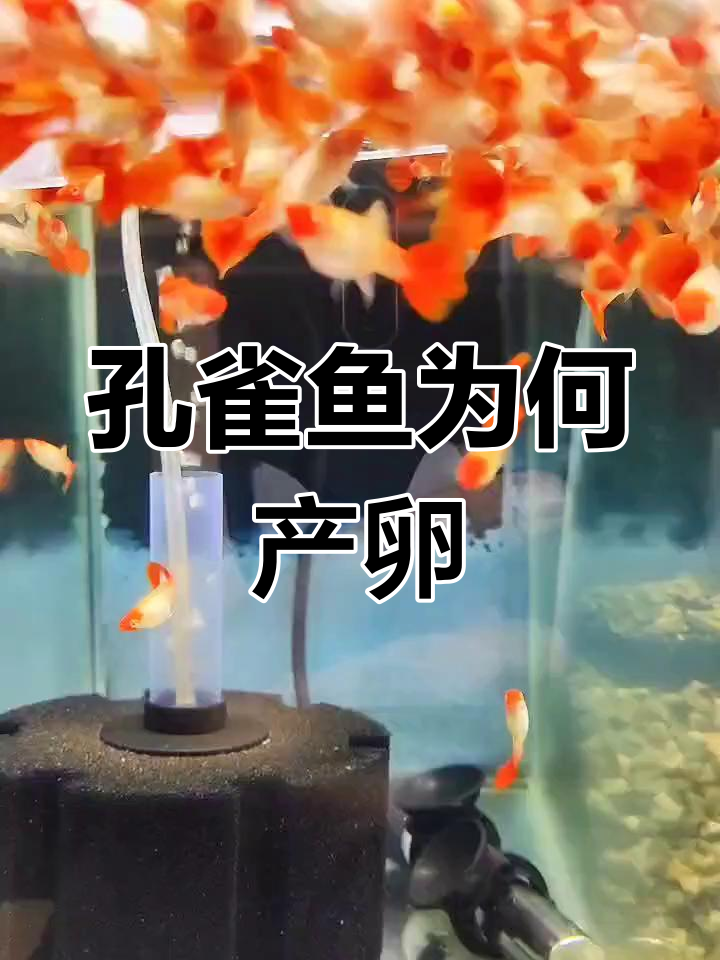 孔雀鱼生蛋原因解析