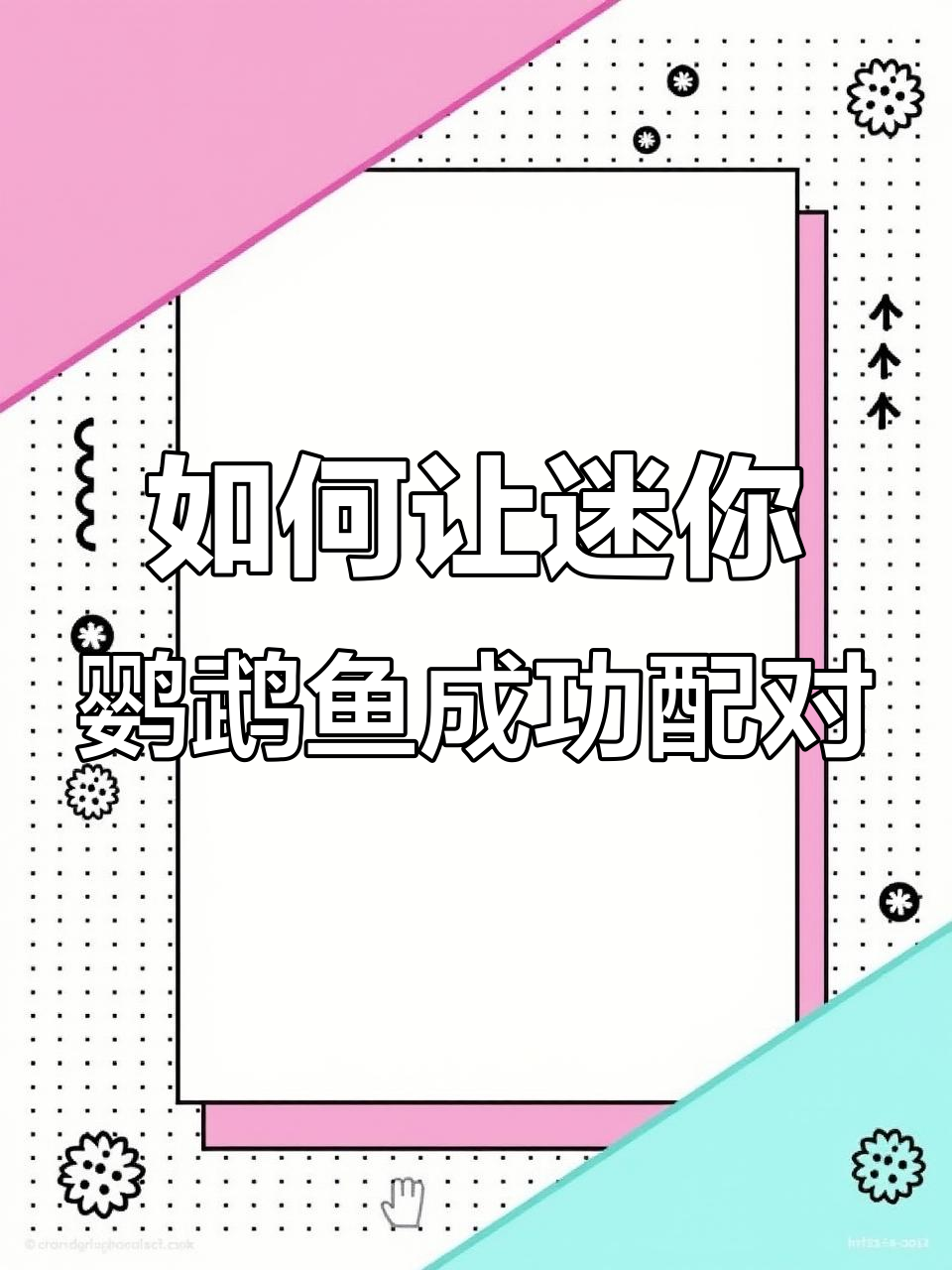 迷你鹦鹉鱼配对技巧大揭秘,轻松搞定繁殖问题