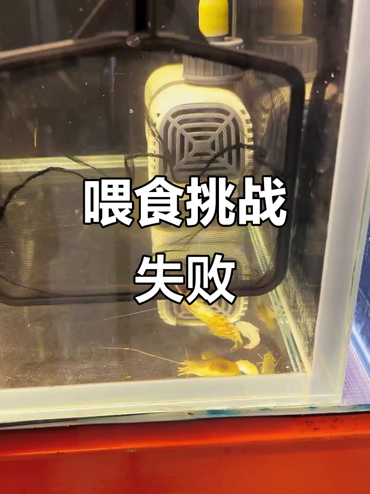 高大壮养鱼日常:新皇冠狗头试吃,结果被“打脸”