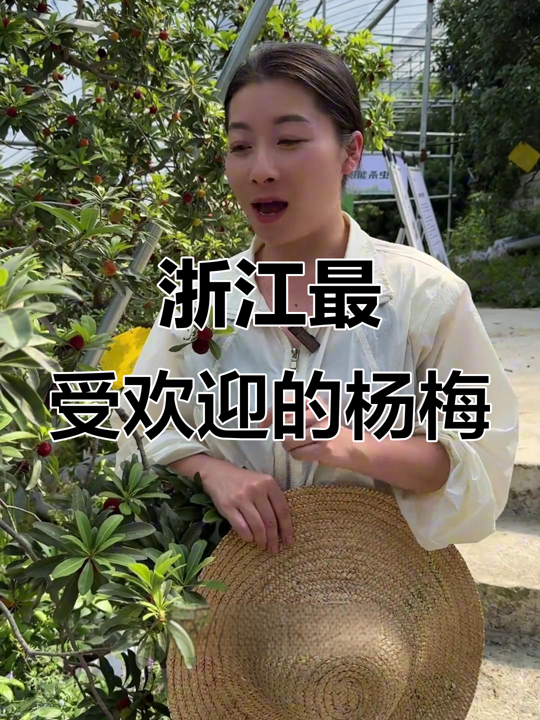 浙江十大杨梅品种大揭秘,哪种最适合你?