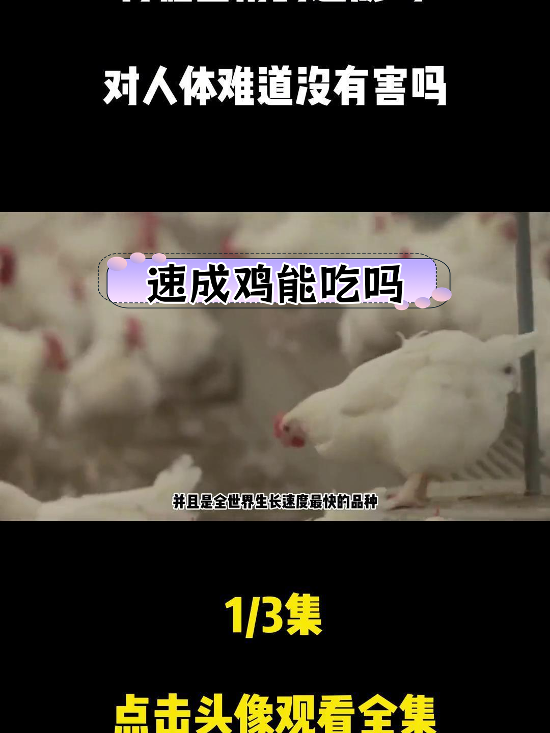 速成鸡的诞生与争议:45天能安全食用吗?