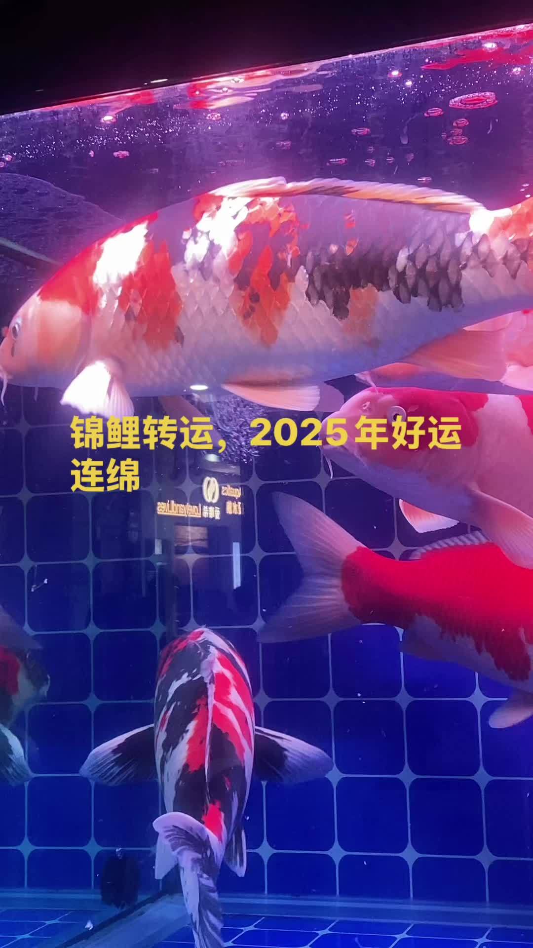 锦鲤转运