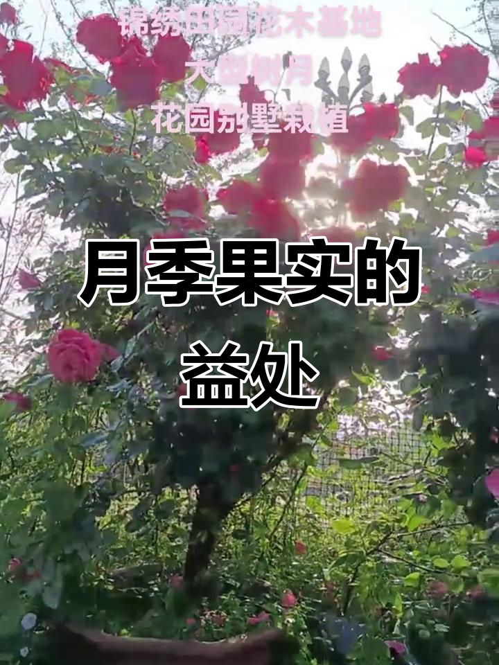 月季果实功效大揭秘,盆栽月季花老桩的神奇作用