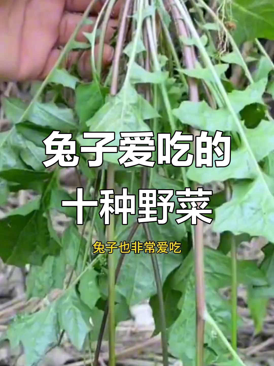 兔子最爱吃的10种野菜,田间地头轻松找到