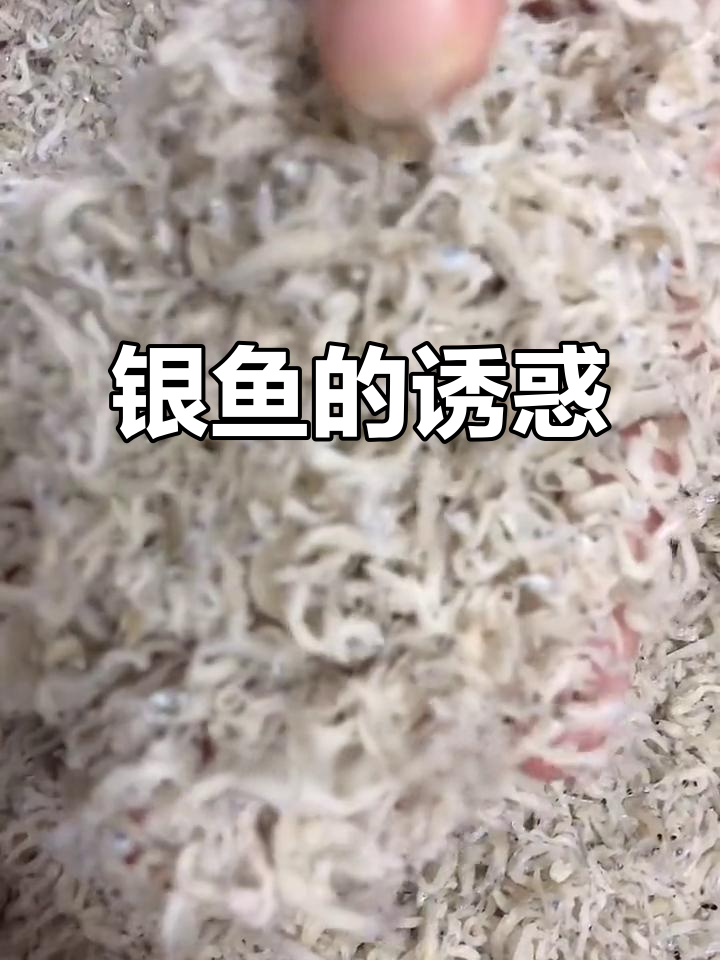 海南银鱼干,香脆可口,孩子最爱!