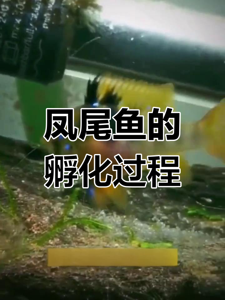 七彩凤凰鱼繁殖全过程