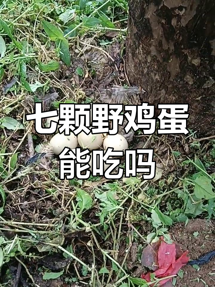野鸡蛋七个能吃吗?放久了会不会坏掉