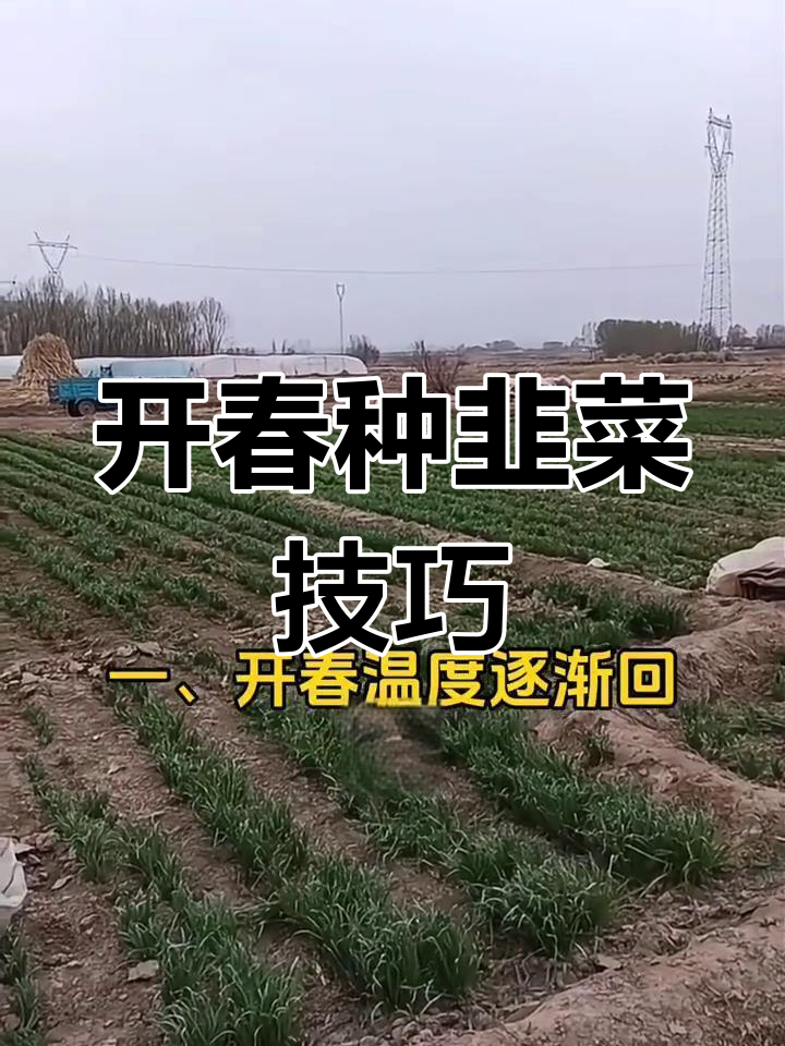 春季韭菜管理三要点,助力高产增收
