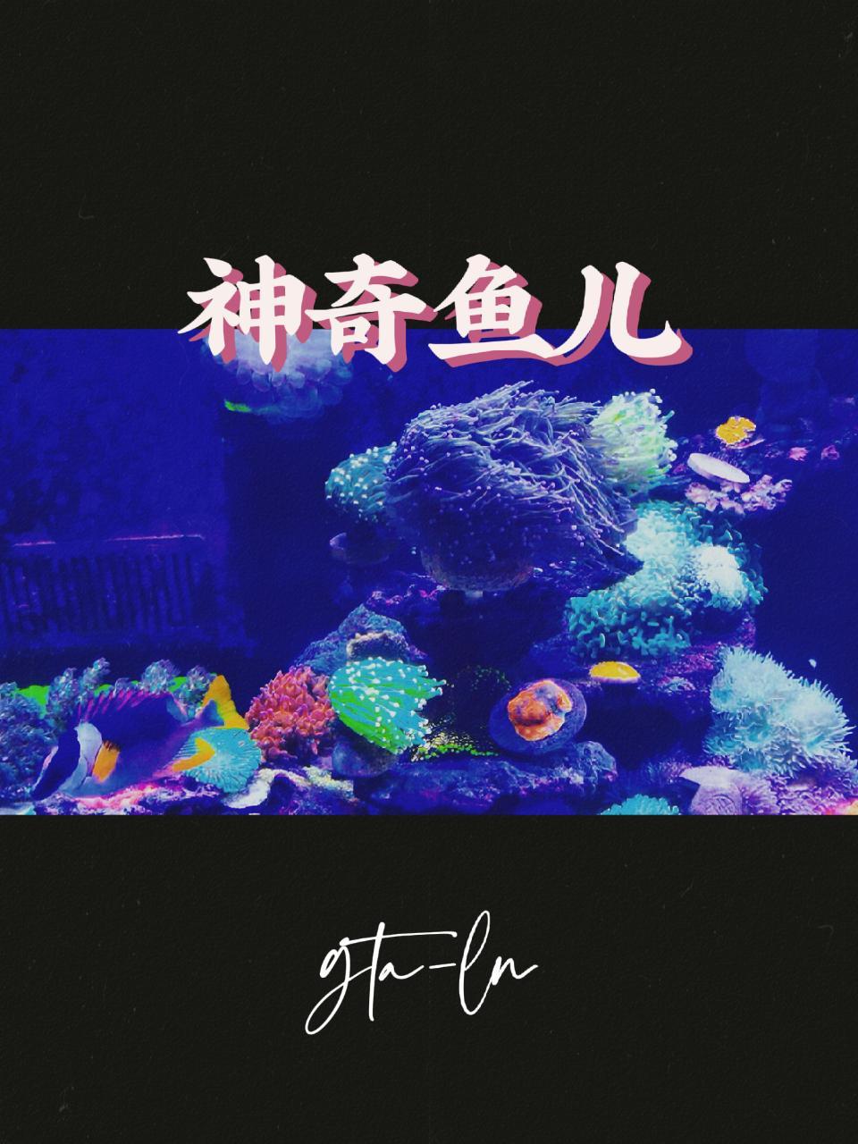 蓝点吊、粉蓝吊、小丑……一起看看我的海缸里都有什么神奇鱼儿!海水鱼珊瑚