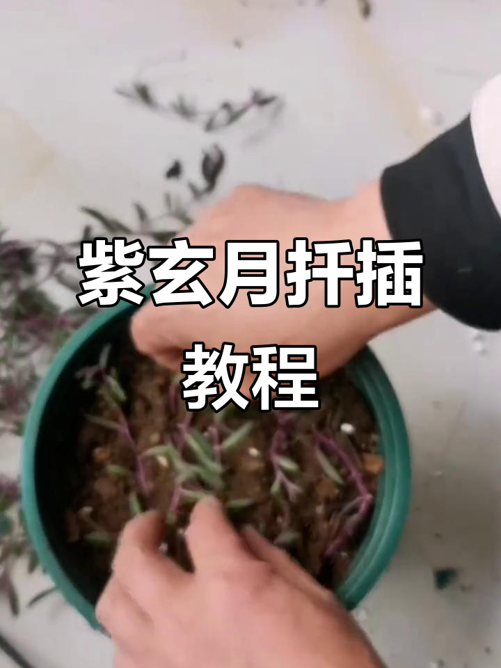 紫玄月扦插技巧:如何选择盆土与改造,轻松成活