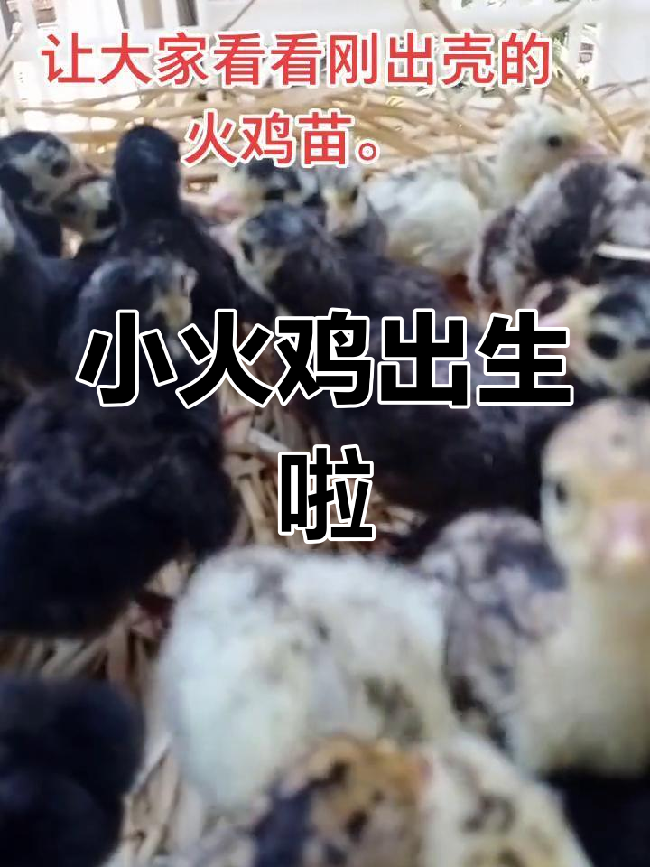 刚出壳的火鸡苗，萌态十足！