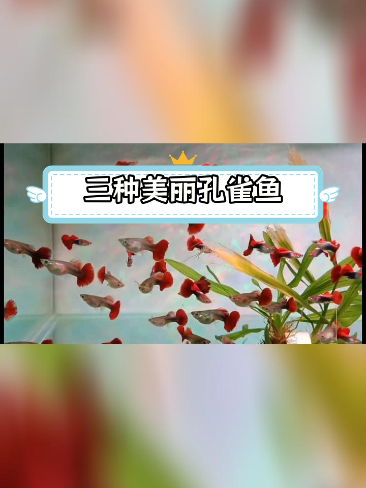 巴西泽山孔雀鱼品种差异大解析