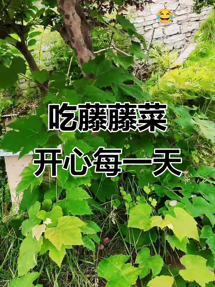 四川藤藤菜,吃了让人笑口常开,健康又美味