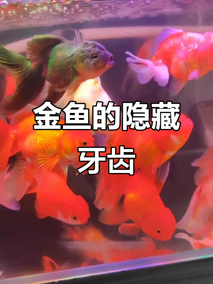 金鱼牙齿藏咽喉,快检查你的缸里有没有!