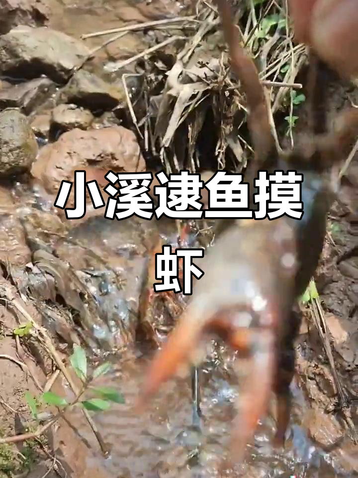 乡村小溪抓鱼虾,意外发现大阪鸡和帝王蟹