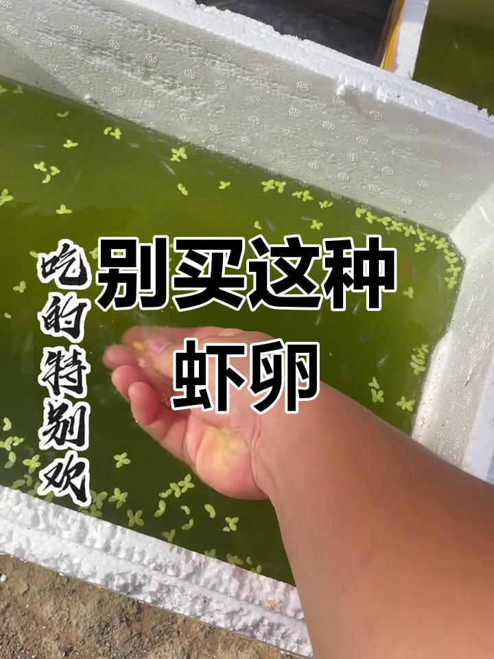 脱壳丰年虾卵喂鱼易感染,小心别被骗