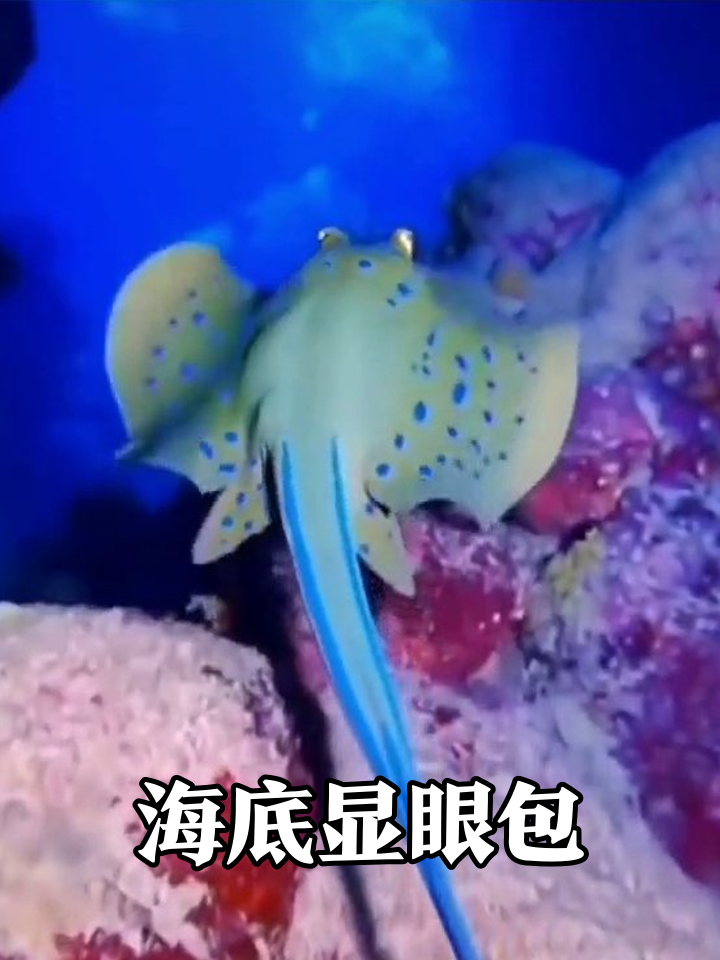 海底显眼包大集合!鳐鱼冲浪白鲸蹦迪,鱼群开会笑出泪