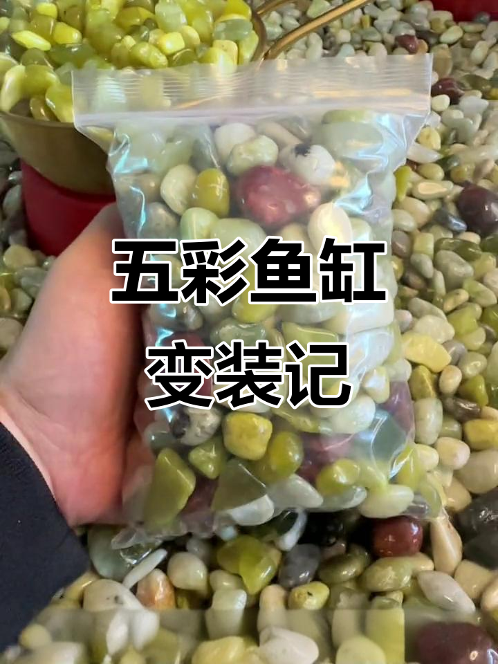 鱼缸造景大变身，手把剑和五颜六色的装饰让空间焕然一新