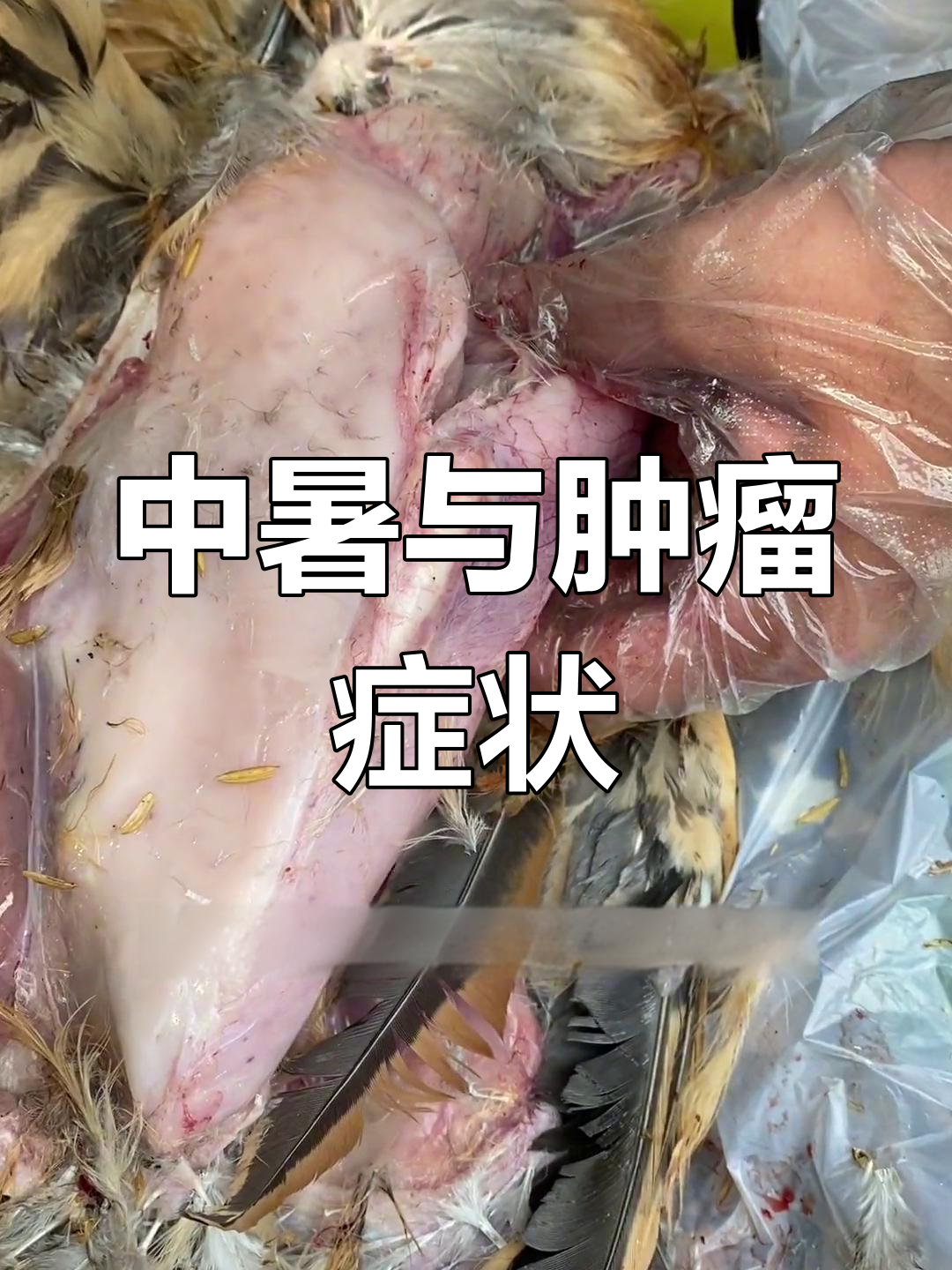 鸡群中暑与肿瘤迹象分析