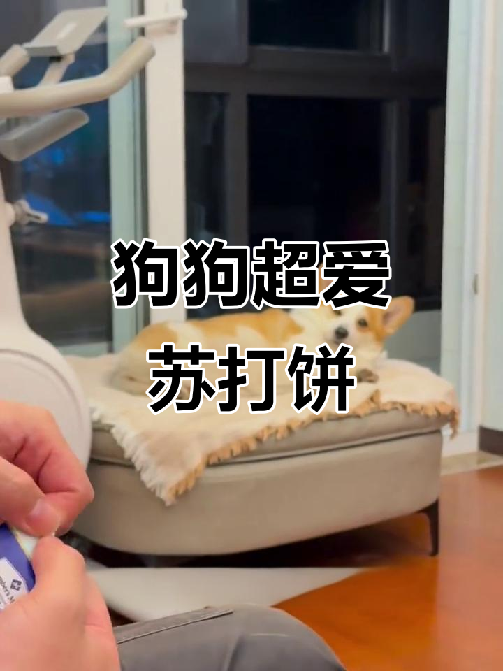 狗狗疯狂爱吃苏打饼干,竟然能解馋!