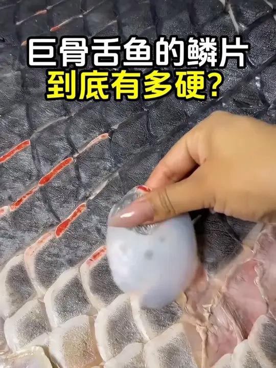 巨骨舌鱼的鳞片有多硬,用刀都砍不动?