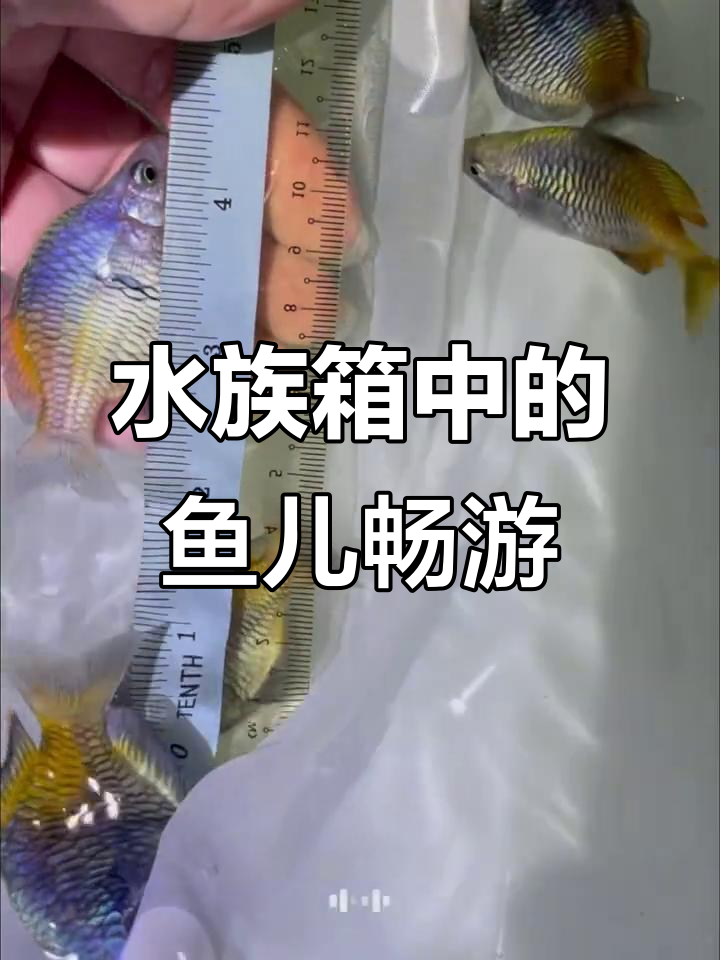 热带鱼自由游动，水族箱里的治愈时光