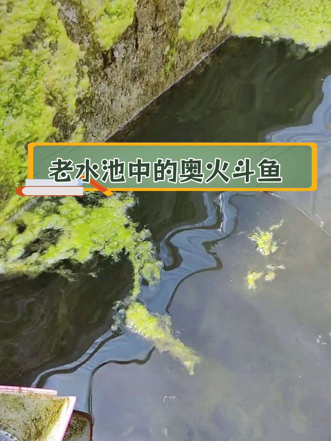 抓捕澳火斗鱼,老池惊喜连连