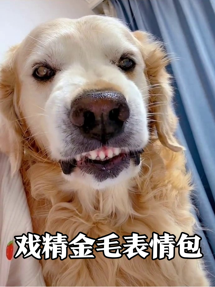 金毛犬一秒切换八万个表情包，龇牙皱眉卖萌样样行