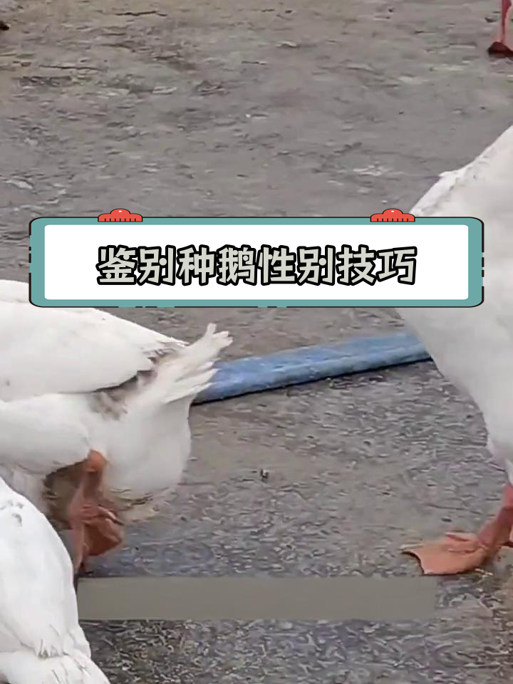 如何区分种鹅公母