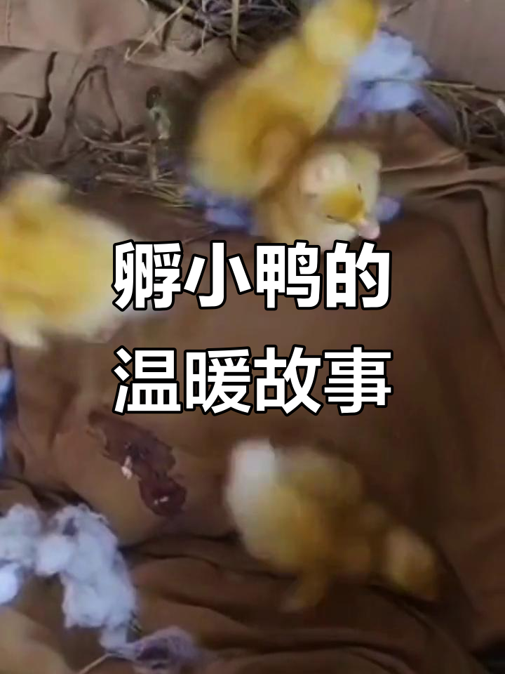 小鸭孵化全过程：从九个蛋到四只，照顾细节全揭秘