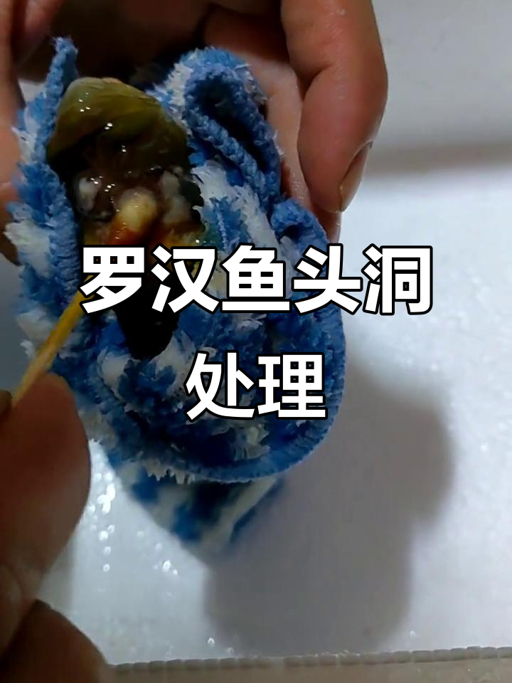 罗汉鱼头洞治疗全攻略,快速清理腐烂组织