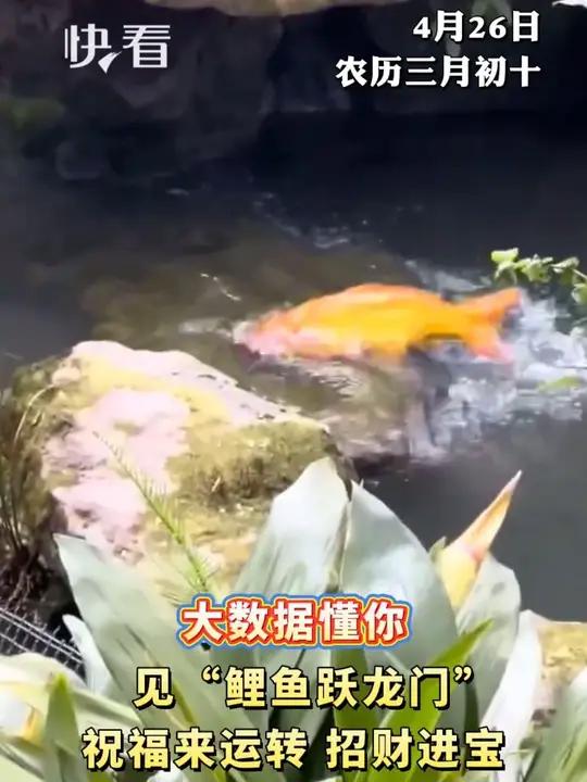 4月26日,农历三月初十,见“鲤鱼跃龙门”,祝福来运转,招财进宝