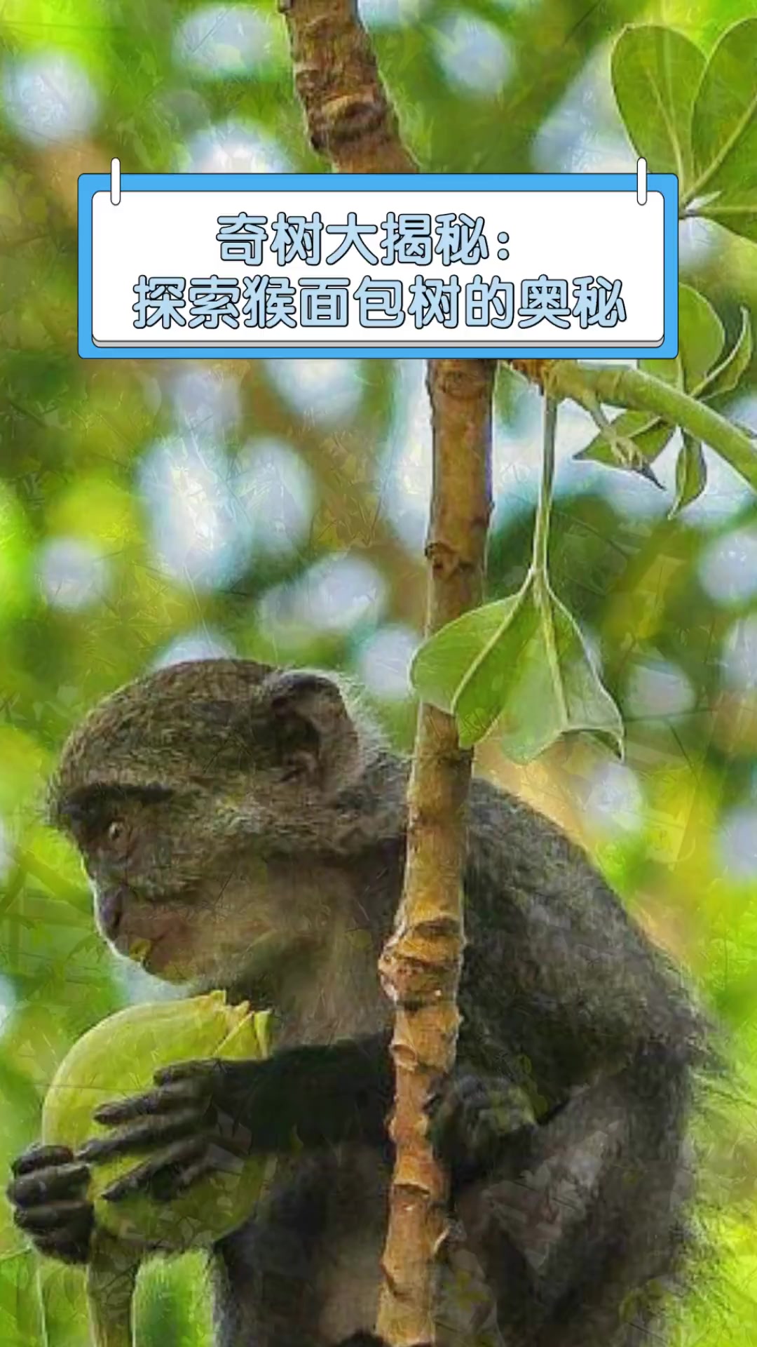 奇树大揭秘:探索猴面包树的奥秘