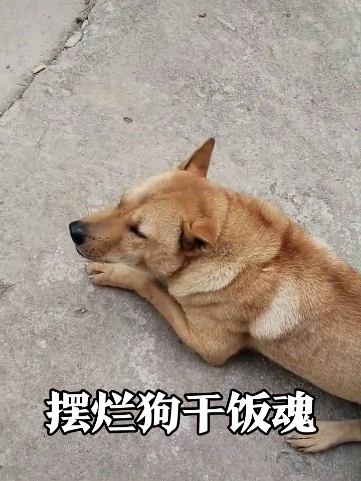 黄狗躺平被美食唤醒,下一秒竟和同类抢食,太真实了!