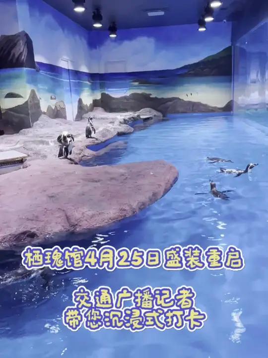 天津动物园栖瑰馆开放 天津动物园栖瑰馆开放,七只洪氏环企鹅亮相~